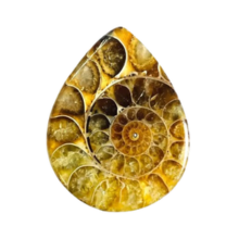 AMMONITE